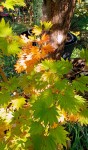 Compress_20241011_113823_3359.jpg