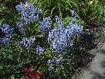muguet bleu.JPG