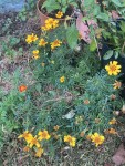IMG_1440.JPG