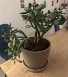 Crassula 3