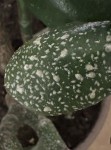 Crassula 1