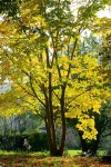 Acer cappadocicum aureum.jpg