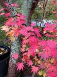 Compress_20241020_192948_8478.jpg