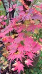 Compress_20241020_192947_7150.jpg