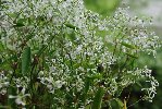 euphorbe hypericifolia.jpg
