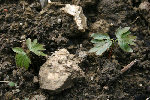 Germination à identifier