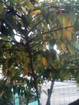 IMG_20241027_142743.jpg
