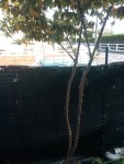 IMG_20241027_142738.jpg