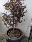 PXL_20241028_073009475.jpg