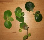 kalanchoé 1.jpg