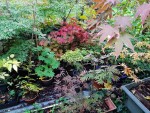jardin_241103a.jpg