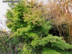 acerp000_241106a.jpg
