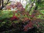jardin_241106b.jpg