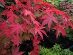 jardin_241106e.jpg
