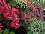 jardin_241106f.jpg