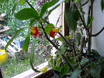 plante richard.jpg