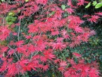 acerp-tromp_241109a.jpg