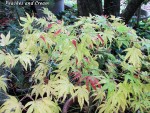 acerp-peaches_241109a.jpg