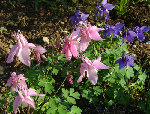 DSC00891 - Copie.JPG