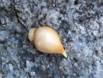 Bulbille tulipe sans radicelles.jpg