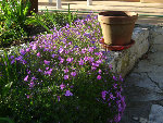 DSC00892 - Copie.JPG
