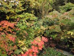 jardin_241110b.jpg