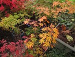 jardin_241110c.jpg