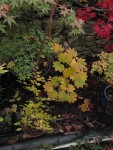 jardin_241112e.jpg