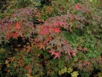 jardin_241112f.jpg