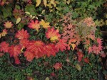 jardin_241112g.jpg