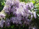 Glycine 052  Redim Tfanny (2).jpg