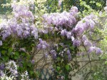 Glycine 039 Fanny Redim .jpg