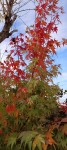 Compress_20241114_143643_3968.jpg
