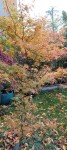 Compress_20241114_145034_4229.jpg