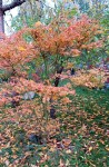 Compress_20241114_145031_1944.jpg