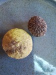 fruit.jpg