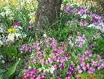 le parterre de bou.jpg