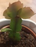 cactus.jpg
