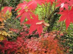 jardin_241118a.jpg