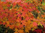 acerpkat02_241118a.jpg