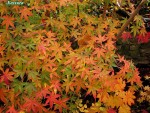 acerpkat02_241118b.jpg