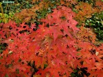 acerp-redwine_241118a.jpg