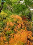 acerp-seiryu02_241118a.jpg