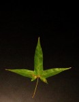 acer-serrulatum_241118a.jpg