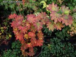acer-pseudosieb-tak-sem_241106a.jpg