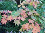 acer-pseudosieb-tak_241109a.jpg