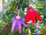 PASSIFS vitifolia et p amethistina.jpg