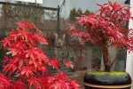 acer.jpeg