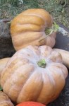 Courge butternut hybridée.jpg