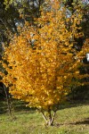 Parrotia 27nov 24.jpg